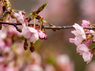 pink Japanese plum blossoms in full bloom
