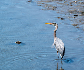 Great Blue Heron  (Ardea herodias)