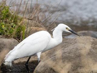 white little egret stands in a reservoir pond 16