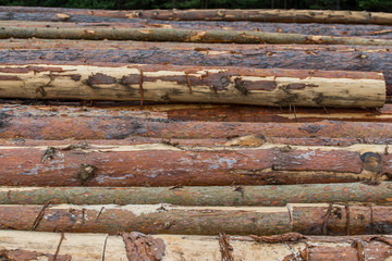 Huge illegal cutted pine logs near a pine forest in the Carpathian mountains, Romania, conceptual image of deforestation.