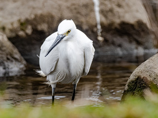 white little egret stands in a reservoir pond 24