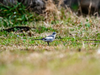 Japanese white wagtail walks through grass 6