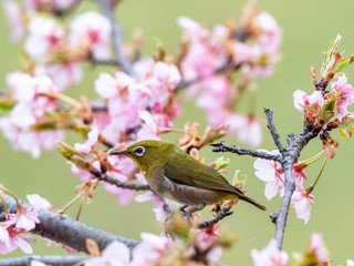 Japanese white-eye in spring plum blossoms 2