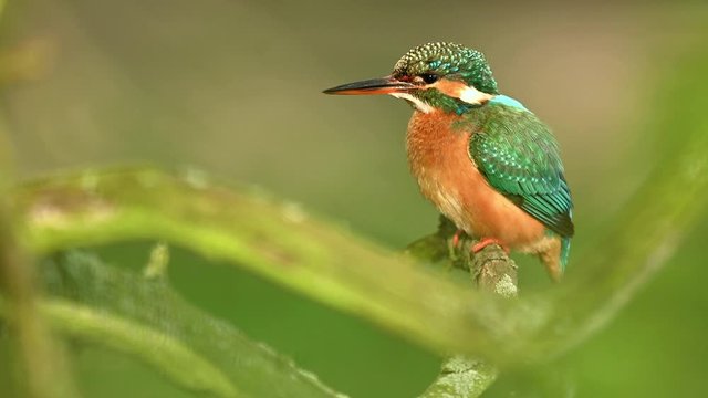 Common kingfisher on the branch, close up, detail, wildlife, Alcedo atthis, Czech Republic, Europe 