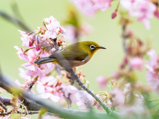 Japanese white-eye in spring plum blossoms 9