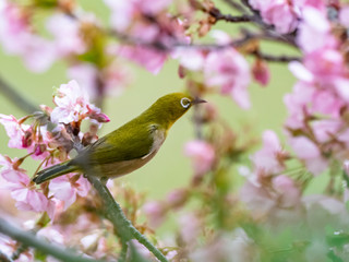Japanese white-eye in spring plum blossoms 10