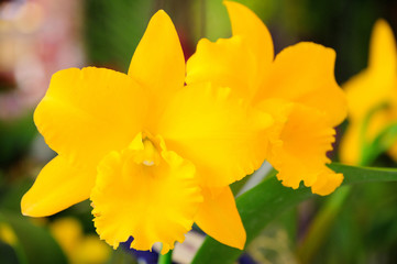 Yellow Cattleya Orchids