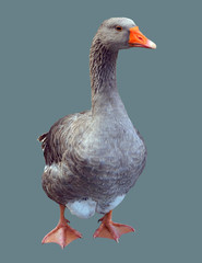 Gray, domestic goose.
