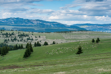 Fototapeta na wymiar Flock of sheeps shepherder on green meadow at springtime in the Carpathian mountains, Romania.