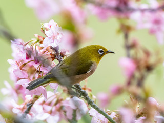 Japanese white-eye in spring plum blossoms 12