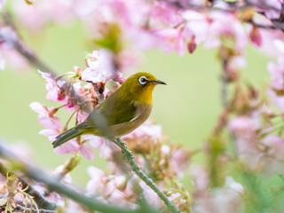 Japanese white-eye in spring plum blossoms 11