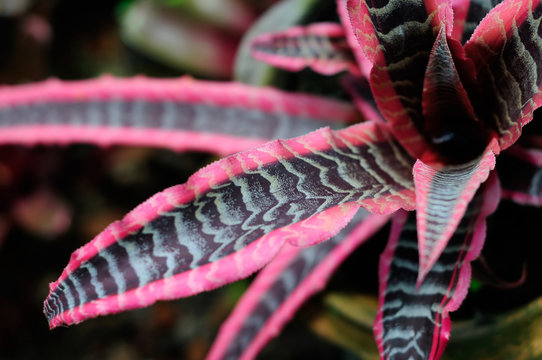  A Close View of Cryptanthus 'Elaine'