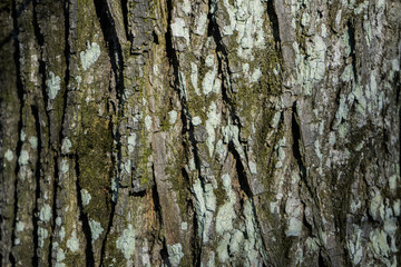 Dark Wood bark texture on background. Tree on wallpaper