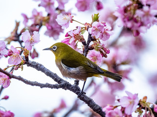 Japanese white-eye in spring plum blossoms 15