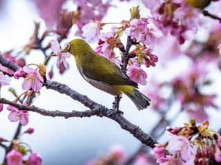 A Japanese white-eye, also called a warbling white-eye or mountain white-eye, Zosterops japonicus, perches among the the plum blossoms of early spring in western Yokohama, Japan.
