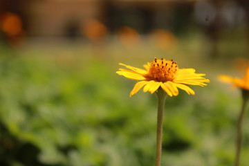 A sunflower flower reveals its beauty in front of the camera lens