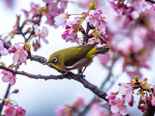 A Japanese white-eye, also called a warbling white-eye or mountain white-eye, Zosterops japonicus, perches among the the plum blossoms of early spring in western Yokohama, Japan.
