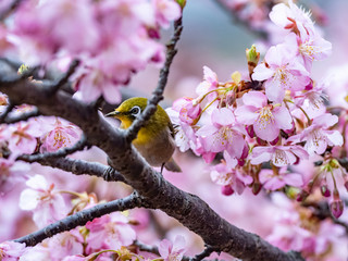 A Japanese white-eye, also called a warbling white-eye or mountain white-eye, Zosterops japonicus, perches among the the plum blossoms of early spring in western Yokohama, Japan.