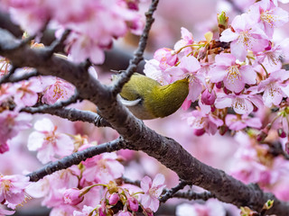 A Japanese white-eye, also called a warbling white-eye or mountain white-eye, Zosterops japonicus, perches among the the plum blossoms of early spring in western Yokohama, Japan.