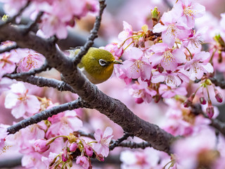 A Japanese white-eye, also called a warbling white-eye or mountain white-eye, Zosterops japonicus, perches among the the plum blossoms of early spring in western Yokohama, Japan.
