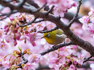 A Japanese white-eye, also called a warbling white-eye or mountain white-eye, Zosterops japonicus, perches among the the plum blossoms of early spring in western Yokohama, Japan.