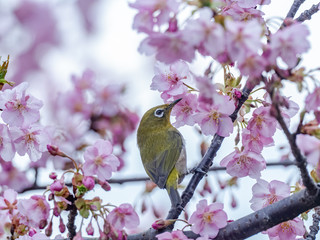 A Japanese white-eye, also called a warbling white-eye or mountain white-eye, Zosterops japonicus, perches among the the plum blossoms of early spring in western Yokohama, Japan.