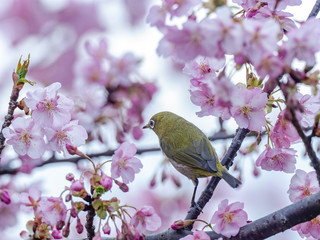 A Japanese white-eye, also called a warbling white-eye or mountain white-eye, Zosterops japonicus, perches among the the plum blossoms of early spring in western Yokohama, Japan.