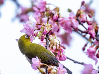 A Japanese white-eye, also called a warbling white-eye or mountain white-eye, Zosterops japonicus, perches among the the plum blossoms of early spring in western Yokohama, Japan.
