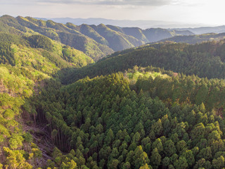 Aerial view of forested valley in late afternoon