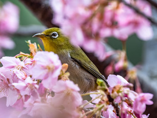 A Japanese white-eye, also called a warbling white-eye or mountain white-eye, Zosterops japonicus, perches among the the plum blossoms of early spring in western Yokohama, Japan.
