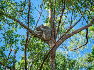 An Australian Koala Sitting In a Gum Tree