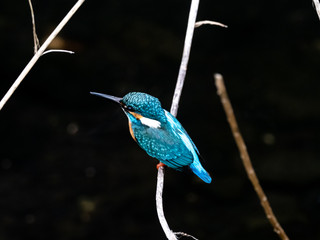 common kingfisher perched beside Izumi River 12