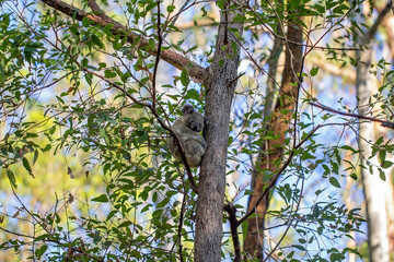An Australian Koala Sitting In a Gum Tree