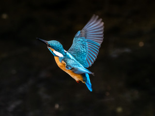 common kingfisher in flight over Izumi River 1