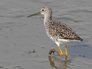 Obraz premium Greater Yellowlegs Walking in the Marsh