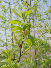 Green buds in spring. Selective focus with shallow depth of field.