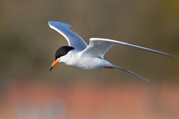 Forster's Tern in Flight
