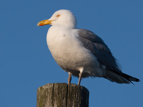 Herring Gull Sitting on Wooden Piling