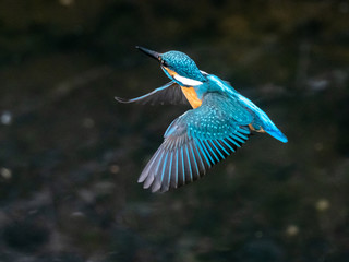 common kingfisher in flight over Izumi River 5