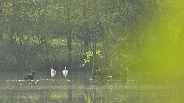 White swan, mute swan on lake surface, morning fog, spring sunrise, Czech Republic, Europe , Cygnus olor