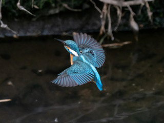 common kingfisher in flight over Izumi River 14