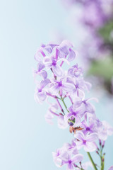 


Lilac flowers 