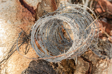 Closeup Of Coiled Barbed Wire