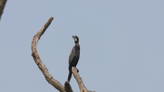 Double-Crested Cormorant on a branch at wildlife nature