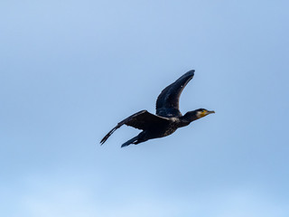 Japanese cormorant flying through blue skies 2