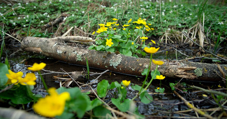 Forest walk in the nature reserve on an early morning in spring. 