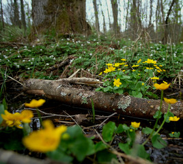 Yellow flowers, beautiful nature and relaxing peace in the nature reserve on a spring day.
