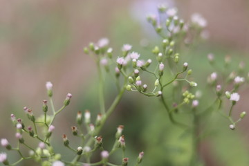 dew drops on a flower