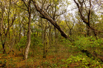 Fototapeta premium Autumn forest, nature walks on a Sunny day, the colors of the day.