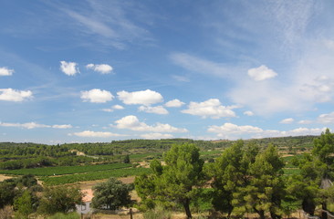 vineyards in pastoral Southern France